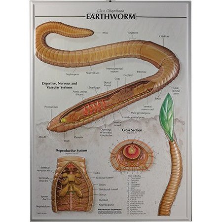 DENOYER-GEPPERT Charts/Posters, Earthworm Raised Relief Chart 7503-RR